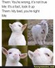 16-Clean-and-Funny-Animal-Memes-14.jpg