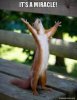 its-a-miracle-5b5ba5.jpg