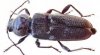 boktor-herkennen-bestrijden-672x372.jpg