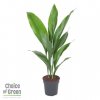 AMM8_1-Aspidistra-9-bladig-Ammerlaan-The-Green-Innovator-Choice-of-Green.jpg