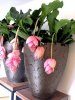 medinilla magnifica 3.jpg