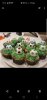 Screenshot_20191107-192533_Photos.jpg