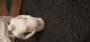 IMG-20191204-WA0009.jpeg