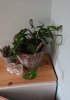 _20200429_170354.JPG