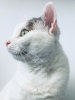 Catbuggg.png