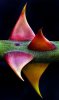 1524c9b7acdaeb9951b18c88c33e0d3a--macro-flower-photography-texture-photography.jpg