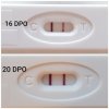 test 20dpo.jpg