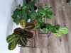 20200817_080151.jpg