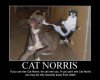 funny cat ninja.jpg