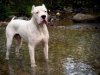 dogo argentino.jpg