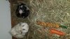 IMG-20200828-WA0002.jpeg