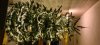 20201206_171845.jpg