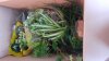 IMG-20210106-WA0000.jpeg