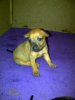 pup 1.jpg