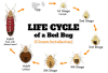 BB-Biology.png