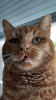 A880D867-9E77-448C-81EB-DA27E3B5ACCB.png