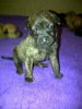 pup2.jpg