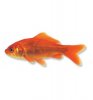 goudvis-4-6-cm.jpg