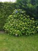 IMG_20210626_120126.jpg