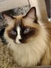 IMG_20210505_164743_Bokeh.jpg