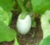 groenten%20-%20aubergine%20eierplant.jpg