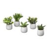succulent-plant-met-sierpot-grijs__0654049_pe708272_s3.jpg