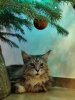 IMG_20211211_222824_Bokeh.jpg