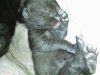 lieve baby miley.jpg