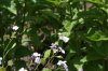 De Vlindertuin 008.jpg