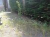 Tuin - onkruid2.jpg