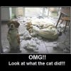 look-what-the-cat-did.jpg