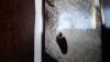 IMG-20220411-WA0010.jpeg