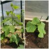 Collage_20220526_122153.jpg