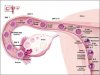 4-DPO.jpg