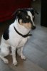 20110930 Boris.jpg