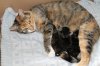 Kittens Hummer 007.jpg