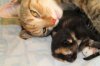 Kittens Hummer 011.jpg