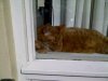Poes.jpg