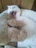 kater2.jpg