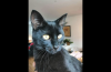 AFF0D986-9F6E-4D80-88F6-6C260C05E4D2.png