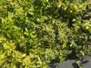 IMG_0494.jpeg