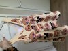 IMG_3757.jpeg