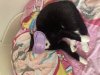 upload_2023-6-19_12-47-33.jpeg