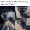funny-meme-about-life-with-pics-of-embarrassed-monkey-who-had-made-a-typo.jpeg.jpg