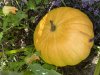 IMG_6186.jpeg
