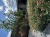 IMG_0892.jpeg