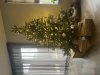 IMG_3250.jpeg