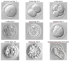 embryo-ontwikkeling.png