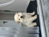 IMG_7950.jpeg
