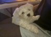 IMG-20201111-WA0004.jpg